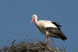 Stork